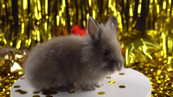 New Year Celebration 2023 Rabbit Year Cute Rabbit New Years — Stockvideo