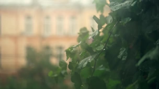 View Balcony Rainy Foggy Day Leaves Swaying Wind Beige Building — Stock videók