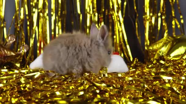 Celebration 2023 New Year Cute Bunny Playing Tinsel Santas Hat — Stok Video