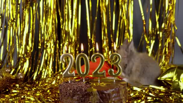 Rabbit Playing Gold Tinsel Celebration 2023 New Year — Stok Video