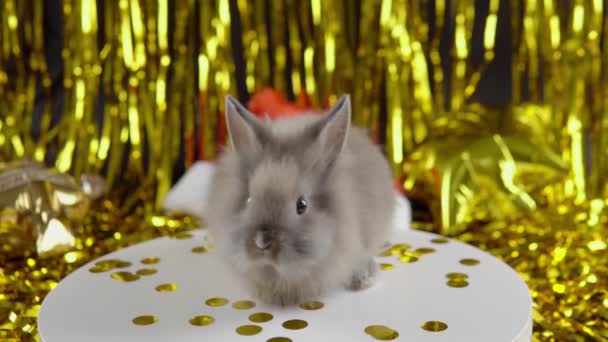 灰兔像2023年的象征 小兔子轮流 — 图库视频影像