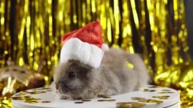 Rabbit is playing with gold tinsel. The celebration of 2023 New Year. 