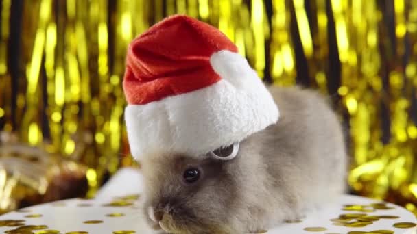 Серый Кролик Шляпе Сантас 2023 Новый Год Золотой Гирляндой Заднем — стоковое видео