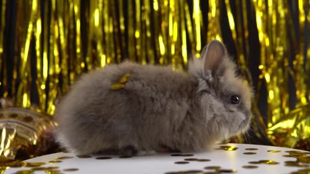 Celebration 2023 New Year Cute Bunny Playing Tinsel Santas Hat — Vídeo de stock