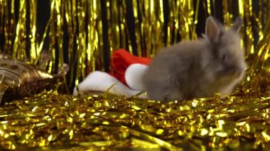  Rabbit is playing with gold tinsel. The celebration of 2023 New Year. 