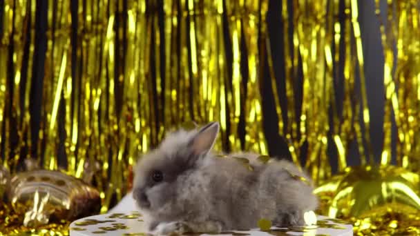 回転で灰色の小さなウサギをジャンプします 2023年のシンボル — ストック動画