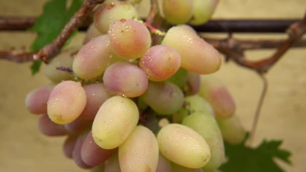 Witte Druif Regen Dicht Sappige Witte Druiven Voor Wijn Wat — Stockvideo