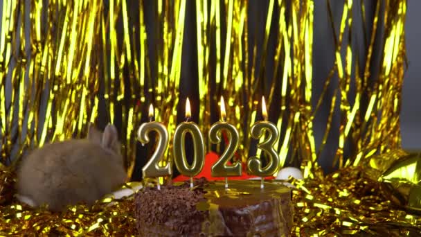 Coniglio Grigio Sta Annusando Torta Cioccolato Celebrazione Del 2023 Capodanno — Video Stock