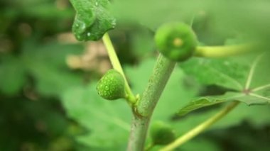Meyveli yeşil incir ağacı. Dalda olgunlaşmamış incir meyveleri var. Ağaçtaki ekşi incir meyveleri. İncir ağacı rüzgarda sallanıyor..