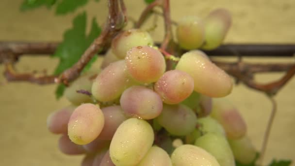 Sappige Witte Druiven Sappige Witte Druiven Voor Wijn Wat Witte — Stockvideo