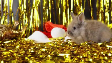 Rabbit is playing with gold tinsel. The celebration of 2023 New Year.