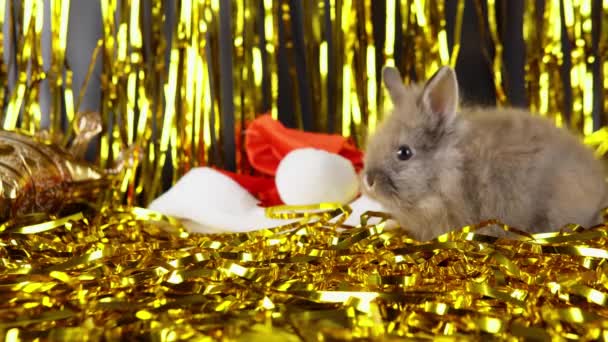 Rabbit Playing Gold Tinsel Celebration 2023 New Year — стоковое видео