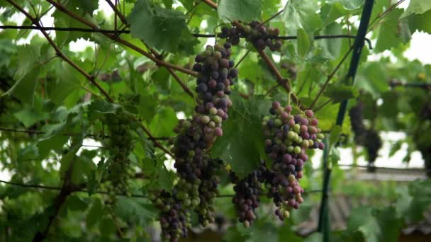 Recogiendo Uvas Vino Tinto Viñedo Uvas Uvas Maduras Sabrosas Está — Vídeo de stock