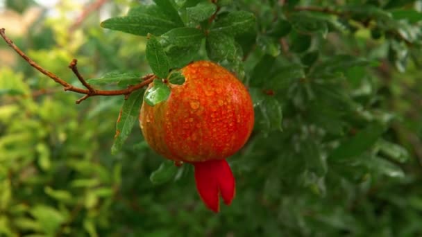 Kwitnące Drzewo Czerwonymi Owocami Zizyfa Czerwony Jasny Zizyphus Owoców — Wideo stockowe