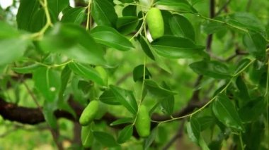  Zizyphus ağacında olgunlaşmamış meyveler. Yeşil olgunlaşmamış meyveli Zizyphus ağacı. 