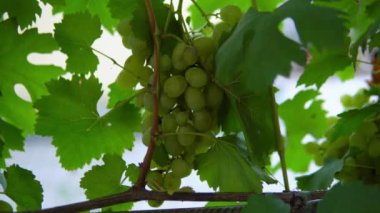 Beyaz şarap üzümü topluyorum. Üzüm bağları. Lezzetli üzümler dallara asılmış..