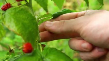 Yeşil çalılıklarda böğürtlen tecavüzü. Ahududu çalılarının üzerindeki çiy tanesi.