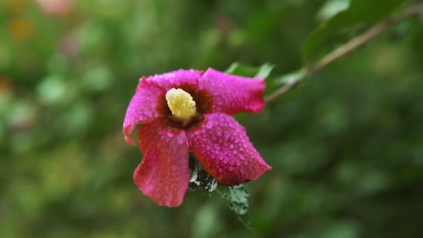 Bunga Merah Muda Hibiscus Bergoyang Oleh Angin — Stok Video