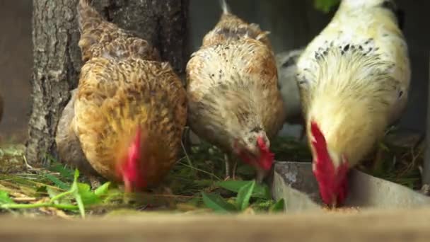 Galinhas Picam Grão Galinheiro Galinhas Estão Comer Cereais Galinheiro Aves — Vídeo de Stock