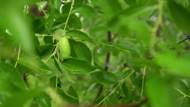 Zizyphus Árbol Con Frutos Verdes Inmaduros — Vídeo de stock