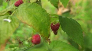 Çiftçi adam ahududu topluyor. Yeşil çalılıklarda tecavüz ahududu. 