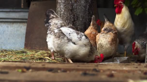 Los Pollos Picotean Grano Gallinero Los Pollos Están Comiendo Granos — Vídeos de Stock