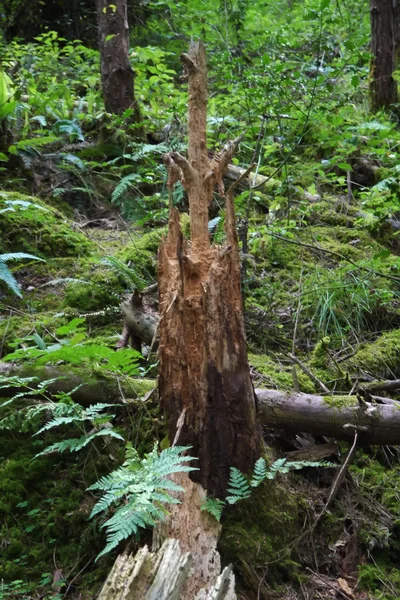 Orman ağaçları. ahşap doğa yeşil — Stok fotoğraf