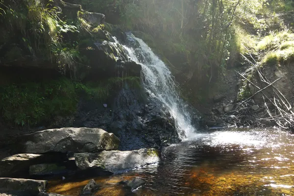 Rivier in het woud, waterval — Stockfoto