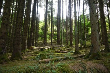Yalak ağaç ışık saçan ışık ışınları