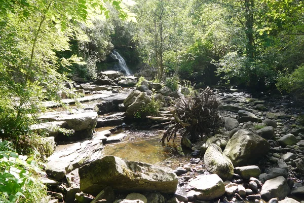 River in the forest — Stock Photo, Image