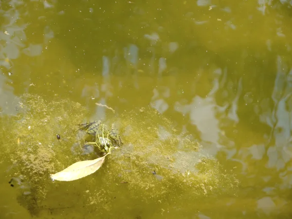绿色青蛙在草地上游泳 — 图库照片