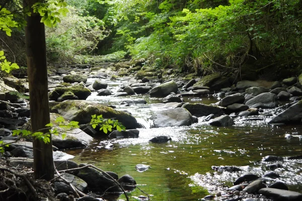 Fluss im Wald mit Brücke — Stockfoto