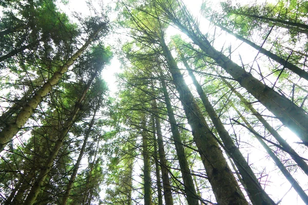 Lichtstrahlen, die durch den Baum strahlen — Stockfoto