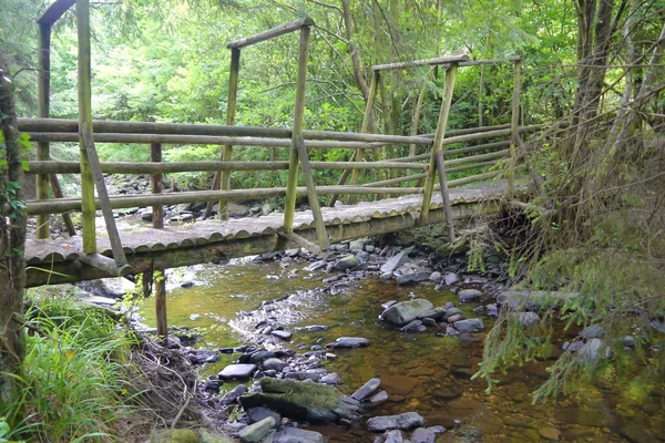 River in the forest with bridge — Stock Photo, Image