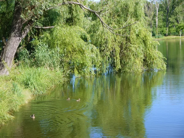 Lago en el parque — Foto de Stock