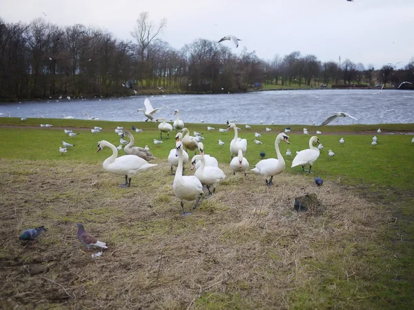 Labutě, chrání jejich hnízdo — Stock fotografie