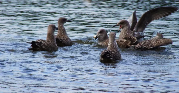 Seagulls family — Stock Photo, Image