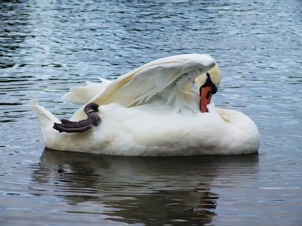 Cisne blanco en la superficie del agua . — Foto de Stock