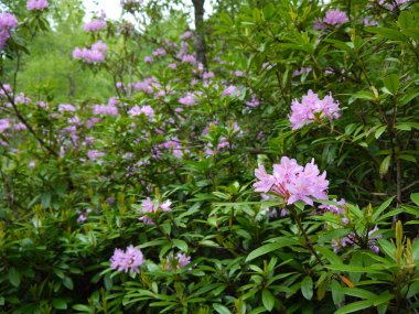 Yeşil orman. Ağaç yeşil yaprakları ile