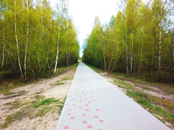 La forêt verte. Arbre aux feuilles vertes — Photo