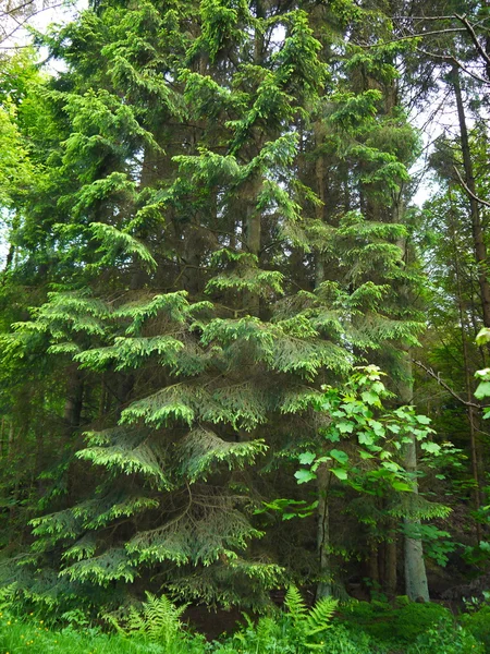 Foresta verde. Albero con foglie verdi — Foto Stock