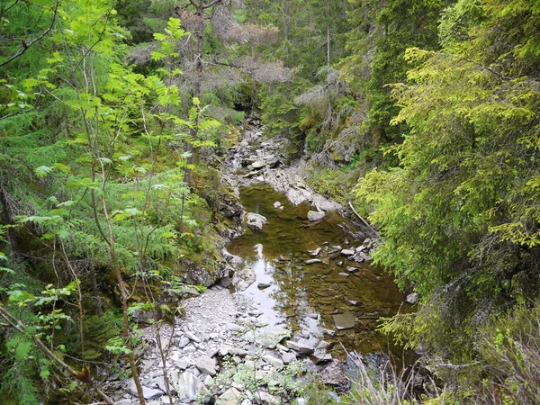 Fluss tief im Bergwald. — Stockfoto