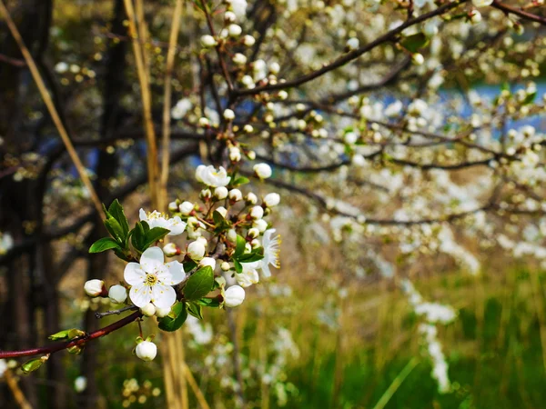ヨーロッパの桜 — ストック写真