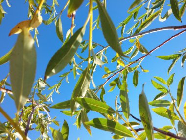 Baltık plajda büyüyen bitkiler