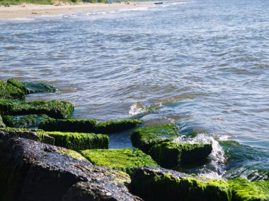 Plajda kayalar üzerinde deniz yosunu