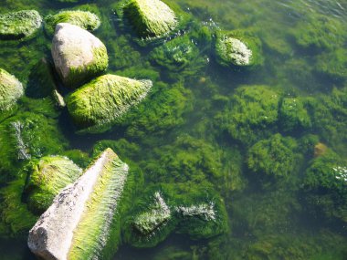 Plajda kayalar üzerinde deniz yosunu