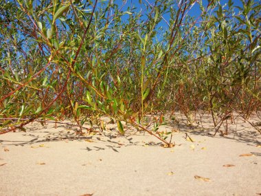 Baltık plajda büyüyen bitkiler