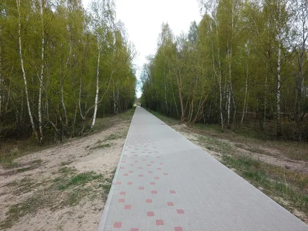 Strada che attraversa la foresta decidua . — Foto Stock
