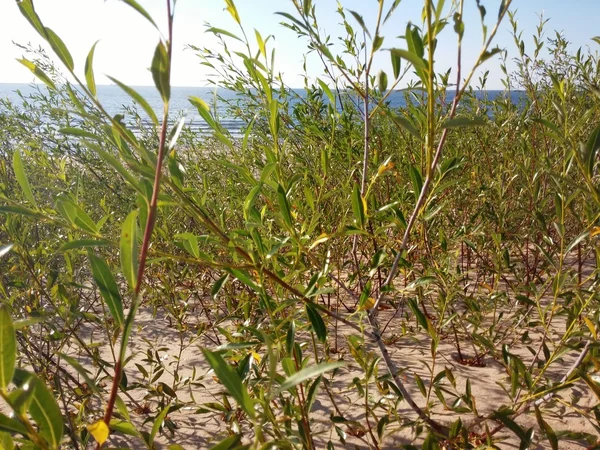 Plants growing at the Baltic beach — Stock Photo, Image