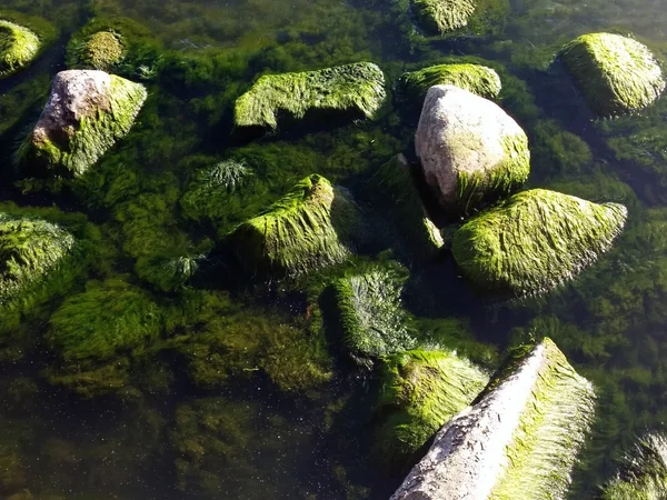 Морские водоросли на скалах на пляже — стоковое фото